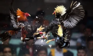 Bí Kíp Chơi Đá Gà Sabong BongX9 Từ Cao Thủ Giành Thắng Lợi Lớn