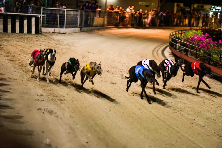 Mẹo Cược Đua Chó BongX9 Luôn Thắng Từ Chuyên Gia Hàng Đầu 2 Mẹo Cược Đua Chó BongX9 Luôn Thắng Từ Chuyên Gia Hàng Đầu